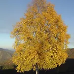 Pensjonat El Casal Prats-de-Mollo-la-Preste