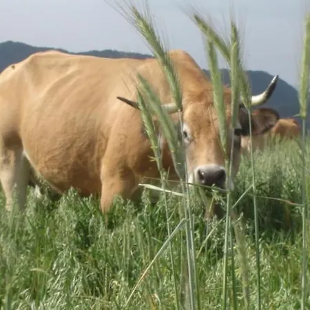 El Casal بيت ضيافة برا-دو-مولو-لا-بريست